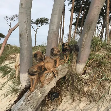 Dom wakacyjny Bodden Paradise *